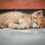 leucose chez le chat